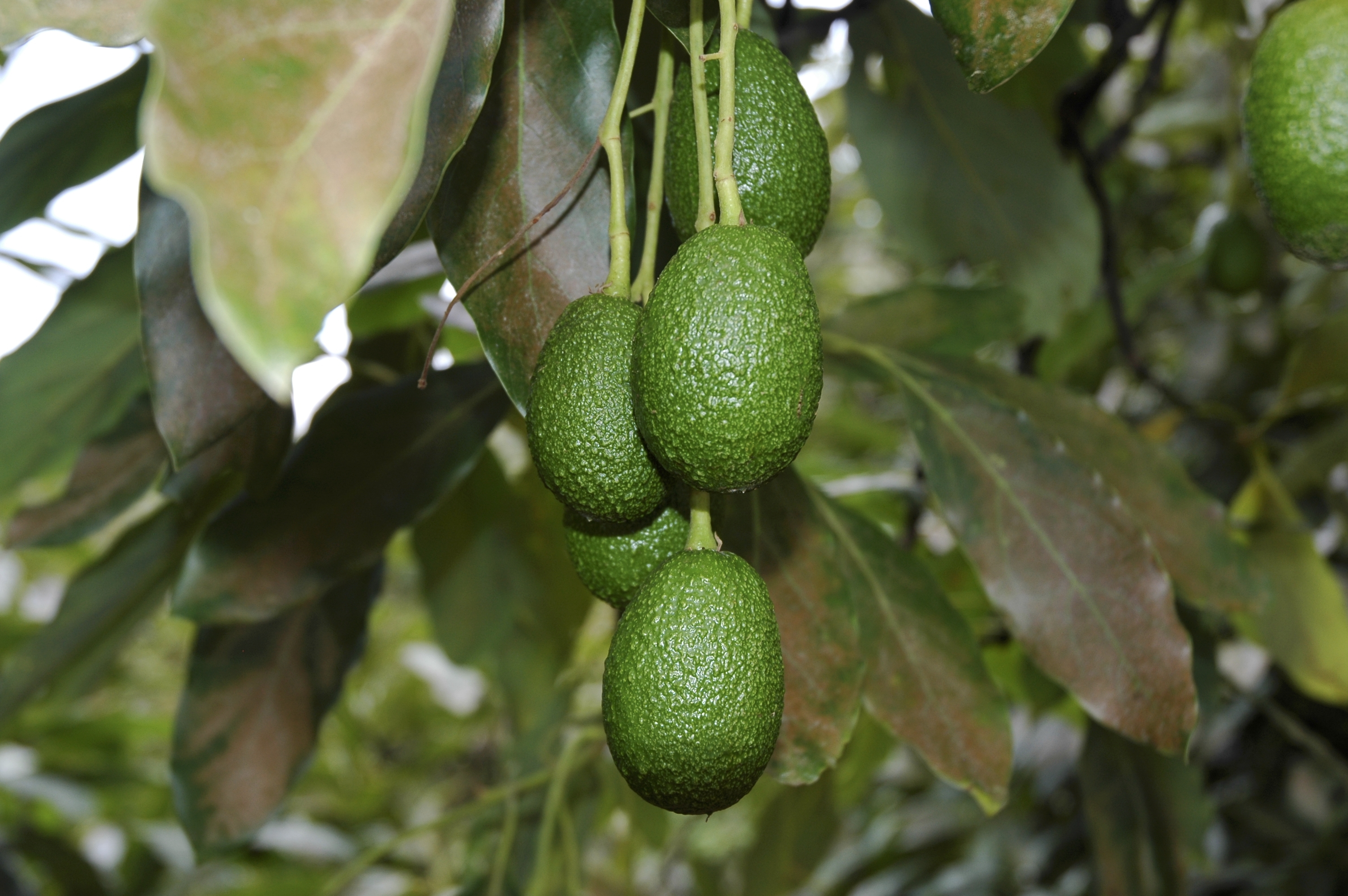 Cómo incrementar el rendimiento del cultivo de aguacate